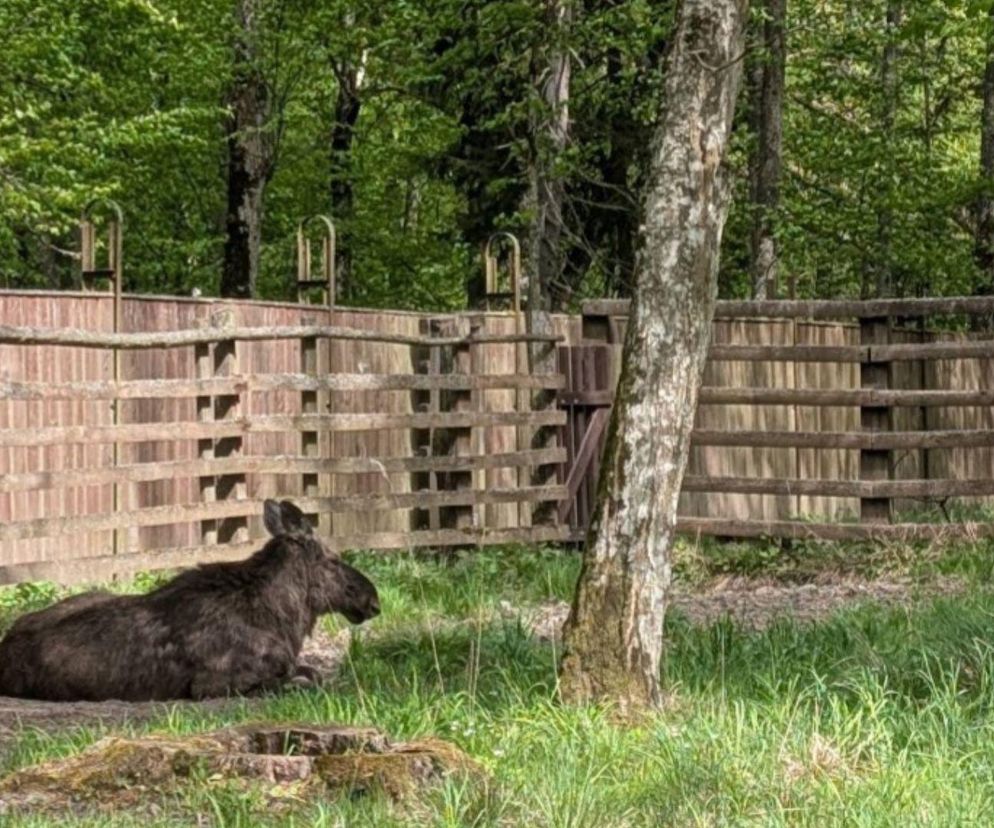 To najlepsze atrakcje dla dzieci w woj. podlaskim. Takigo wyboru dokonała AI