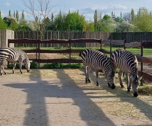 ZOOwe Przedszkole. Ciekawe zajęcia w zamojskim zoo