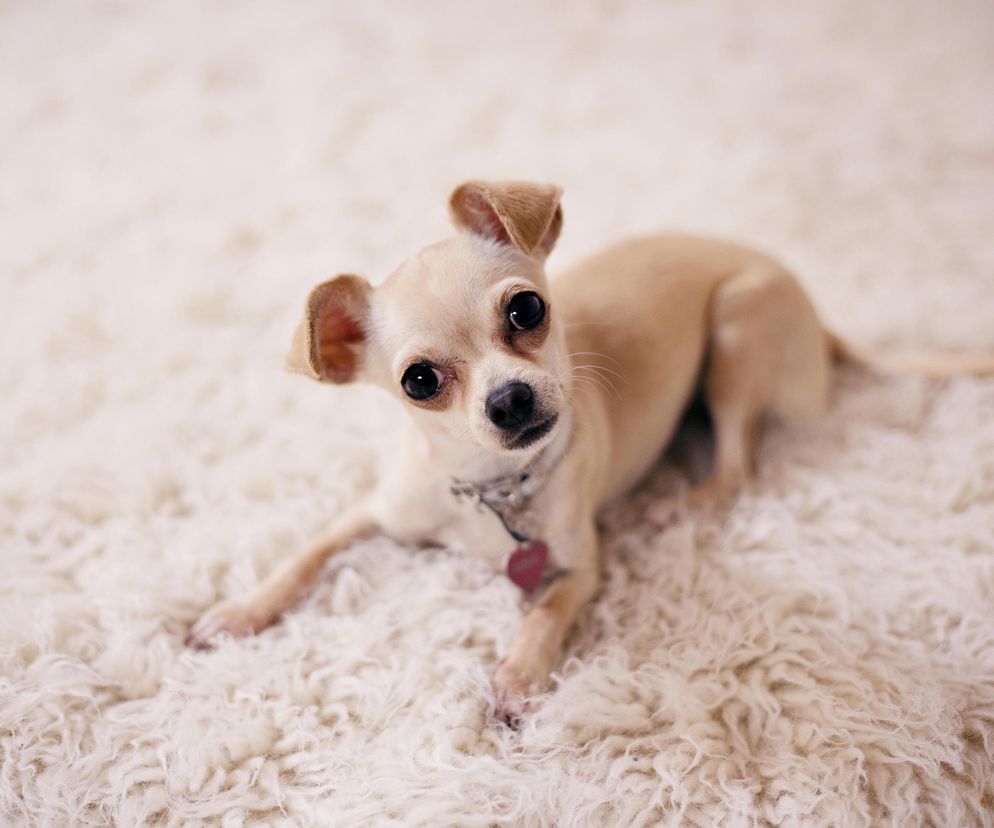 Wpadł do szczeliny lodowca. Pomogła Chihuahua!