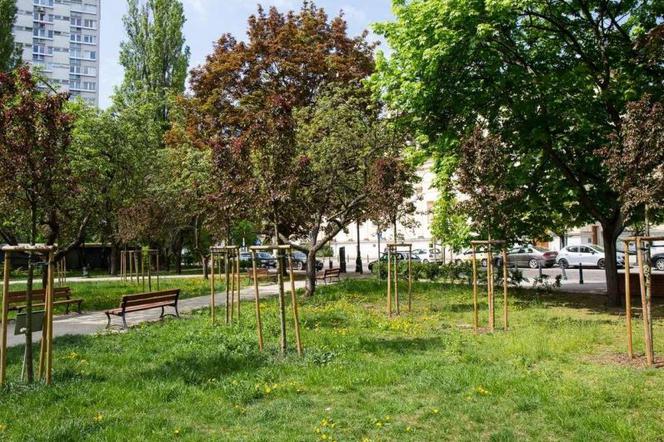 Rada Warszawy przyjmie Miejski Plan Adaptacji do zmian klimatu