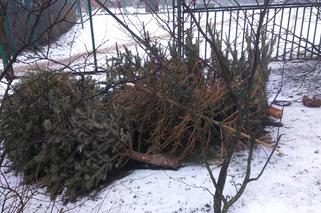 Choinki zalegają przy boksach śmietnikowych w Toruniu