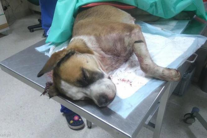 Pies przeżył wypadek, ale doznał tylu obrażeń, że musiano go uśpić.