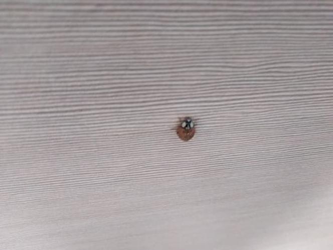 Płock. Uwaga, alergicy! Nie zagnieździła się u was biedronka azjatycka? [ZDJĘCIA]