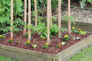 Ściółkowanie pomidorów