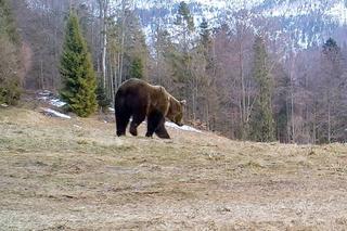 Niedźwiedzie obudziły się w Beskidach. Ten filmik robi wrażenie