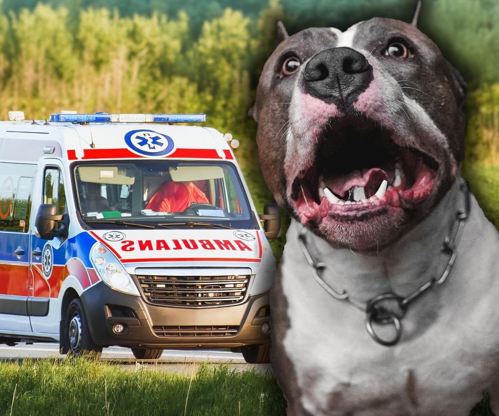 Atak psów pod Starachowicami. 30-latek w stanie zagrożenia życia