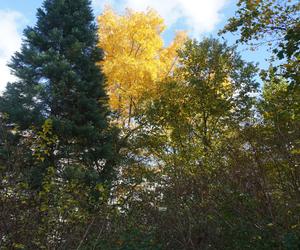 Park Wilsona jesienią