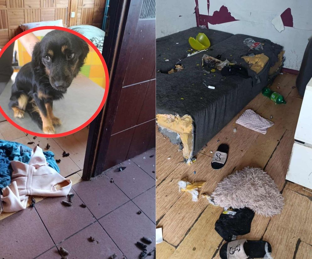 Zostawiła psy i wyjechała na wakacje. Jeden z nich zmarł z głodu, drugi walczył o życie