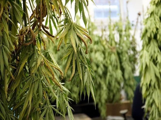Przydomowa plantacja konopi zlikwidowana