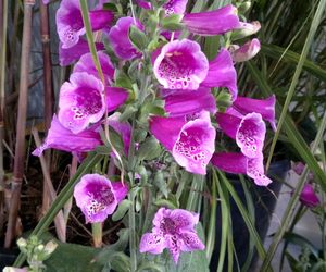 Naparstnica purpurowa