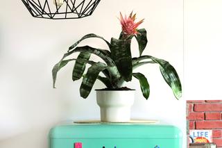 Magnesy ozdobne, magnetyczne farby i folie oraz gadżety – kicz czy nie kicz?