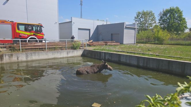 Biedne zwierzę zostało uwięzione w wodzie po kolana