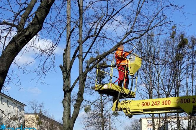 Trwa przycinanie drzew w Poznaniu