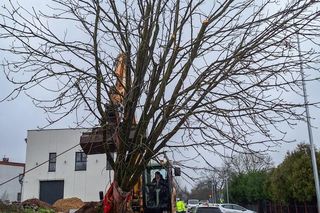 Kasztanowiec trafił na środek ronda