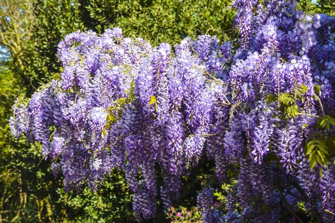 Wisteria