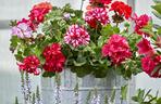 Pelargonia 