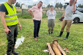 Kość mamuta znaleziona w Małopolsce