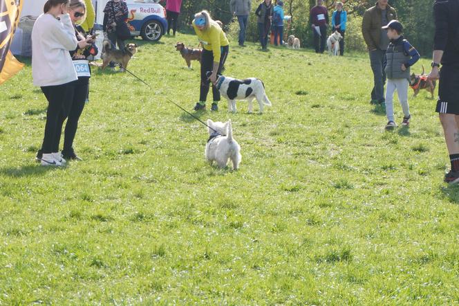 Dogtrekking w Poznaniu