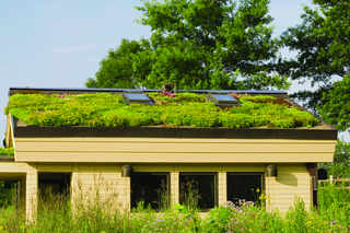 Zielony dach - rodzaje. GALERIA ZDJĘĆ dachów zielonych