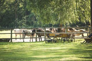 Piękne Lasy Janowskie. Jaka ważna bitwa rozegrała się niedaleko? Co zwiedzić? Atrakcje w okolicy według Wędrownych Motyli