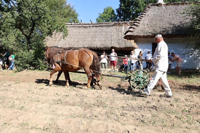 W skansenie w Lublinie pokazali, jak dawniej wyglądały wykopki kartoflane