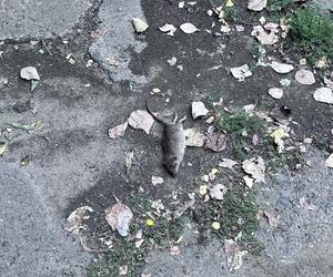 Plaga szczurów w Siemianowicach Śląskich. Miasto prosi mieszkańców o porządek