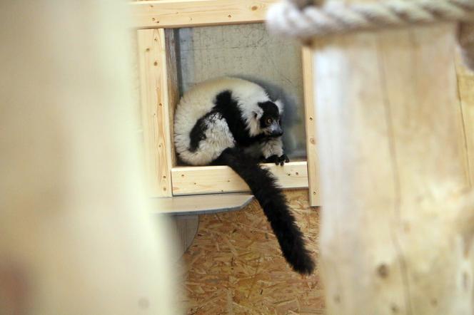 Lemury zamieszkały w gdańskim zoo