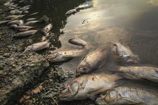 Śnięte ryby w Kanale Gliwickim. Wyłowiono pół tony martwych ryb