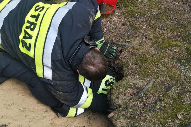 Nietypowa akcja strażaków z Kościana. Pomogli psu, który ugrzązł w norze w lesie