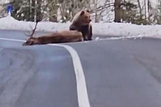 Niedźwiedź pomagał rannemu jeleniowi? Szokujące nagranie!