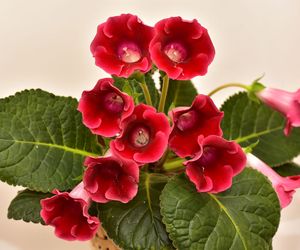 Syningia okazała = gloksynia - Sinningia speciosa