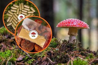 W sieci kwitnie handel muchomorem czerwonym. Na uspokojenie, na stres, ludzie biorą też na serce