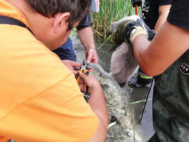 Strażacy ochotnicy uratowali brzydkie kaczątko