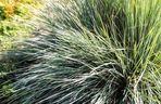 Sesleria jesienna