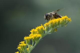 Botanicy i pszczelarze ostrzegają przed tą rośliną. Zielarze mówią, że ratuje zdrowie. Mamy przepisy
