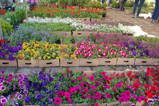 Chorzów: Kwiaty, zioła i dodatki do ogrodu. W Parku Śląskim trwa Święto Kwiatów [ZDJĘCIA]