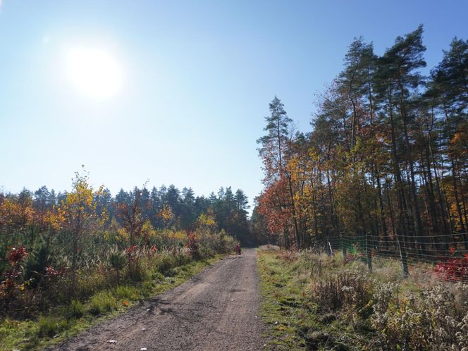 Gichta huty „Waleska” w Palowicach