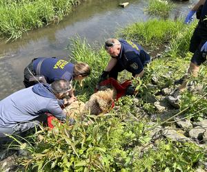 Pies utknął w korycie rzeki. Pomogli mu strażnicy miejscy