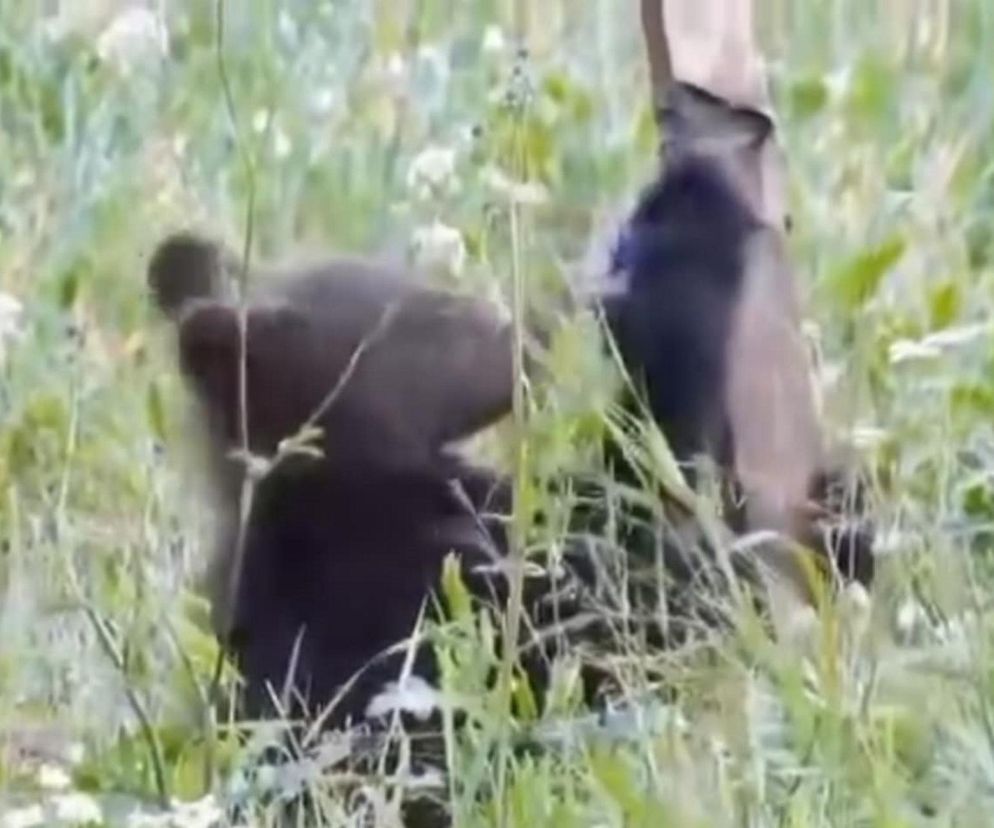 Bieszczadzkie misie lubią technologie