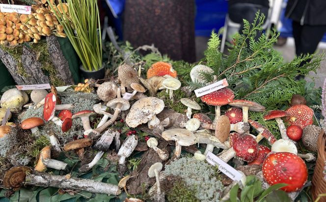 Grzybowe święto w Lublinie. Plac Litewski zamienił się w las pełen grzybów.