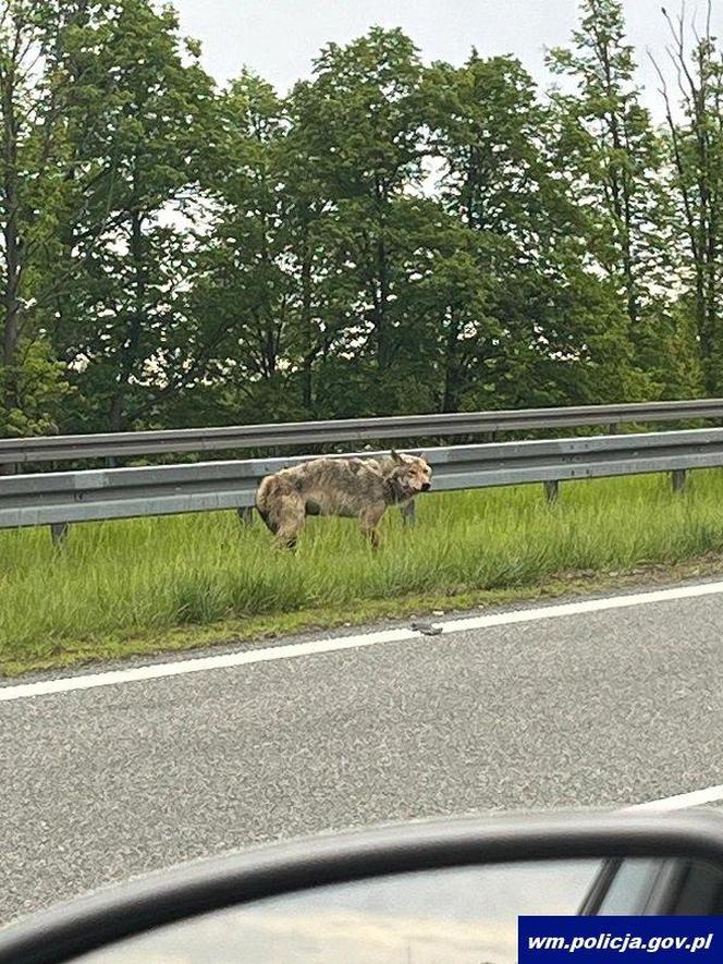 Policjanci z Ostródy pomogli rannemu wilkowi