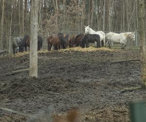  Spłonęła stadnina koni Huculski Raj na warszawskiej Białołęce. Ruszyła zbiórka na pomoc!