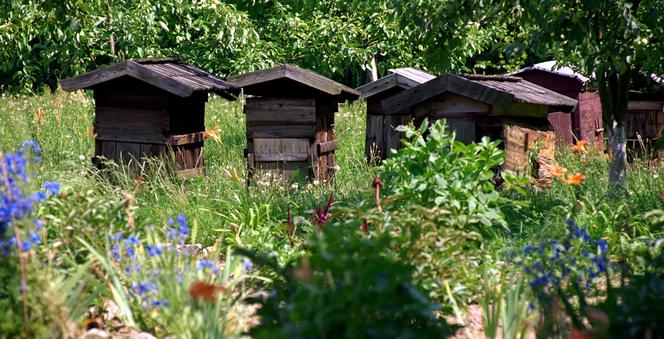 Muzeum Wsi Mazowieckiej - skansen w Sierpcu