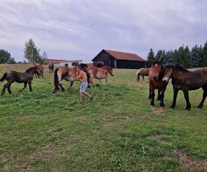 Nietypowe interwencje służb. Strażacy-ochotnicy uratowali stado koni, a strażnicy miejscy sarenki