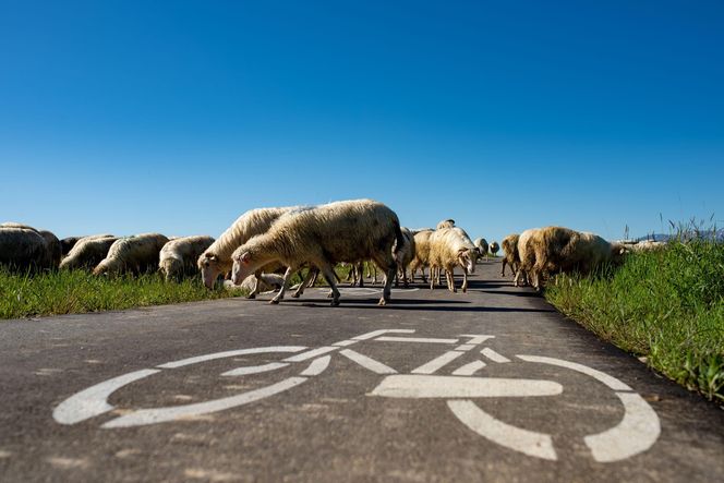 To najpiękniejsza trasa rowerowa w Małopolsce według AI. Ponad dwieście kilometrów czystego piękna! 