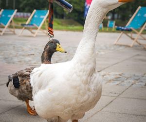 Wielki piknik kwietny finał 41. edycji konkursu „Warszawa w kwiatach”  