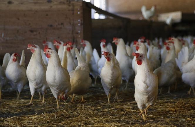 Chromakowo. 420 tys. ptaków zostanie zabitych! Zagrożony ptasią grypą powiat sierpecki