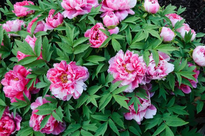 Piwonia krzewiasta - Paeonia suffruticosa = Paeonia arborea