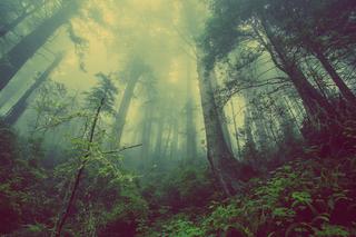 Zagadkowe i przerażające odgłosy wydobywają się z lasów. Czym są tajemnicze dźwięki?
