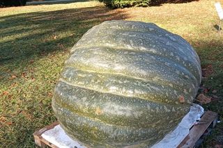 Ponad półtonowa dynia. Taką bestię wyhodowali w ogrodzie PAN w Powsinie